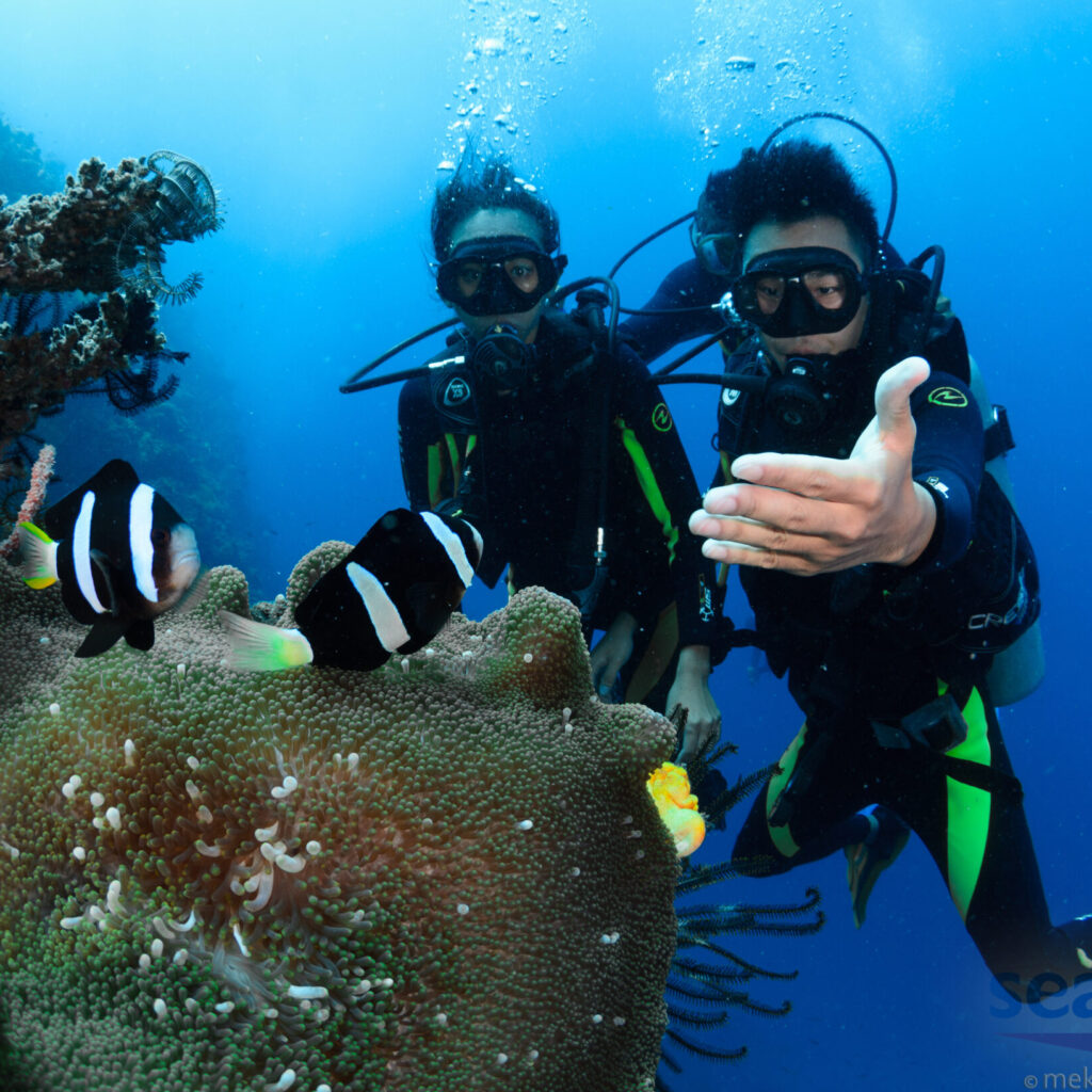PADI Divemaster Jobs What Can A Divemaster Do Exactly? 6 Great