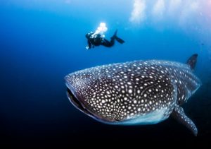 Whaleshark